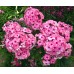 Флокс Phlox Оленька